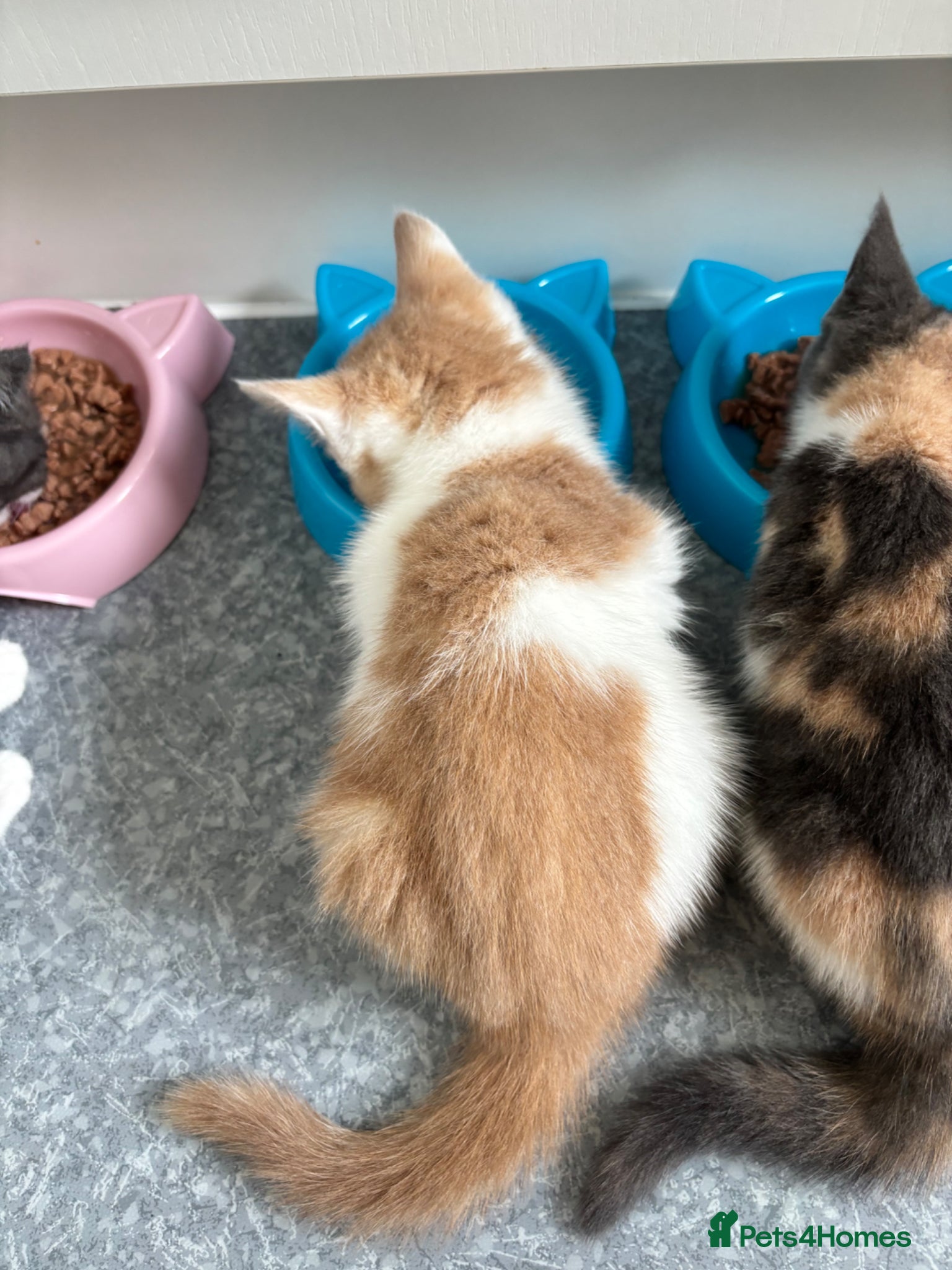 Maine Coon cats for sale: Maine Coon X British Shorthair  - Advert 14