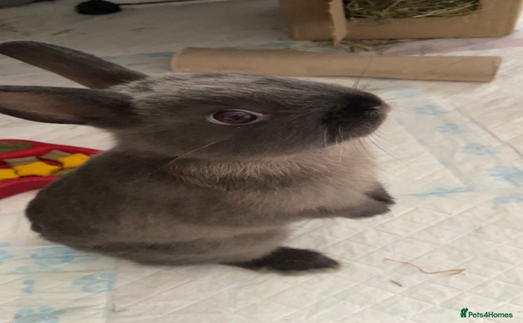 Netherland Dwarf rabbits - Advert 1