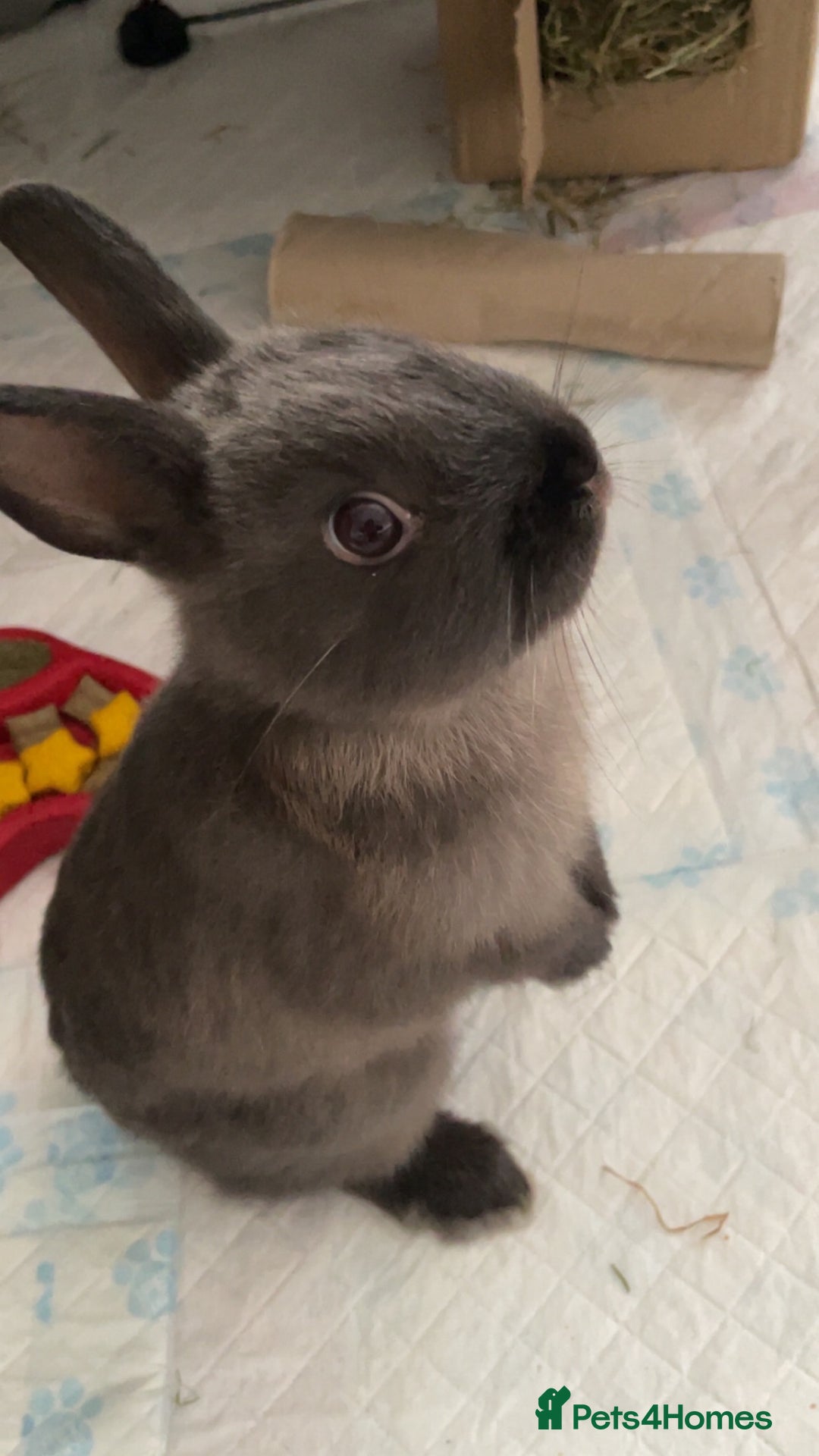 Netherland Dwarf rabbits for sale: Grey Netherland dwarf  - Image 1