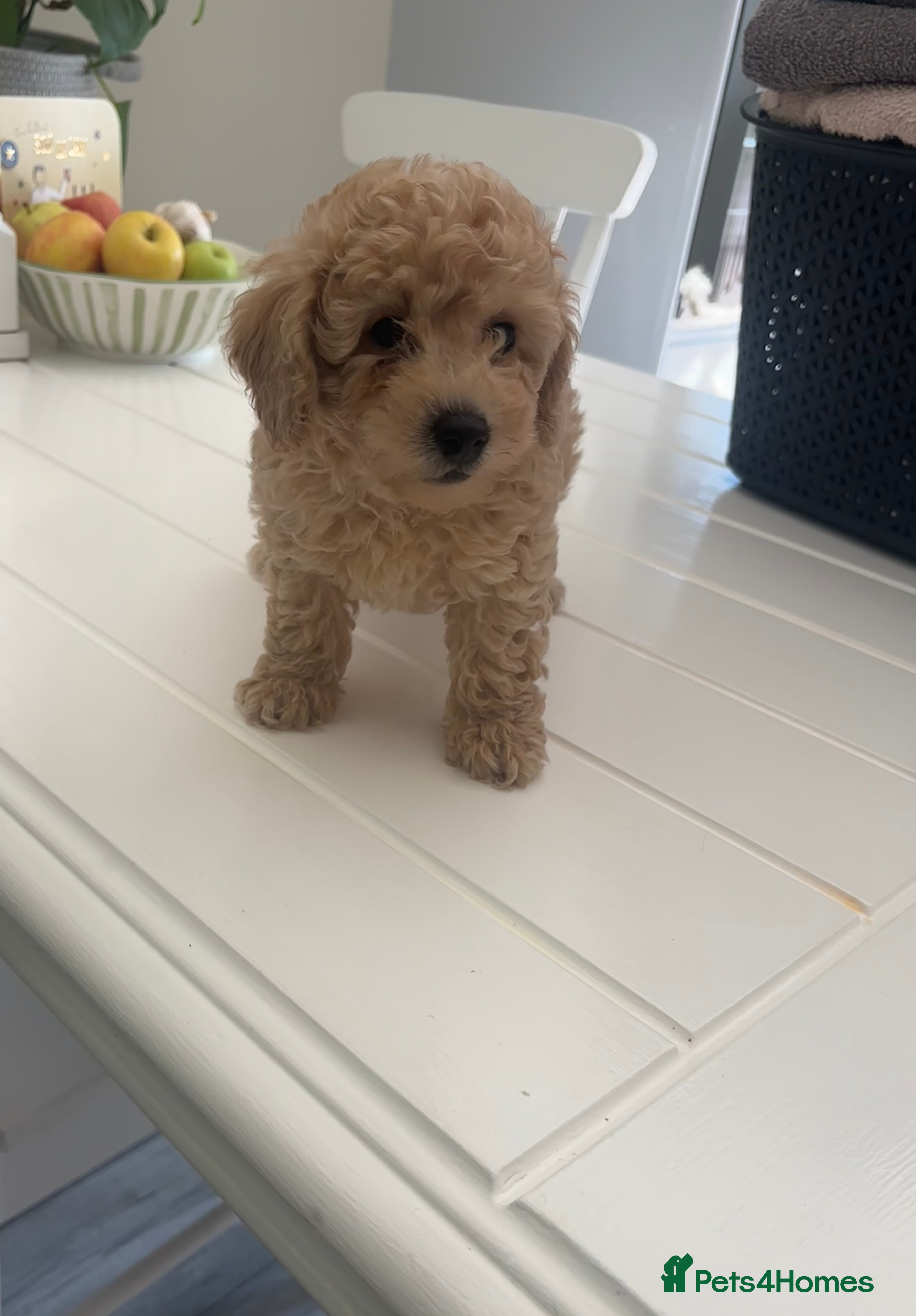 Toy Poodle dogs 🐾Tiny Toy poodle boy puppy last one🐾 - Advert 9
