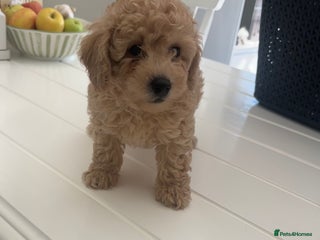 Toy Poodle dogs 🐾Tiny Toy poodle boy puppy last one🐾 - Advert 9