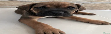 Cane Corso Puppy 