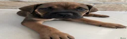 Cane Corso dogs for sale: 9 Purebred Cane Corso Puppies in Pudsey - Advert 5