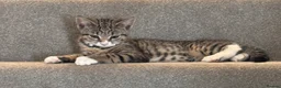 Mixed Breed cats for sale: URGANT  - Advert 1