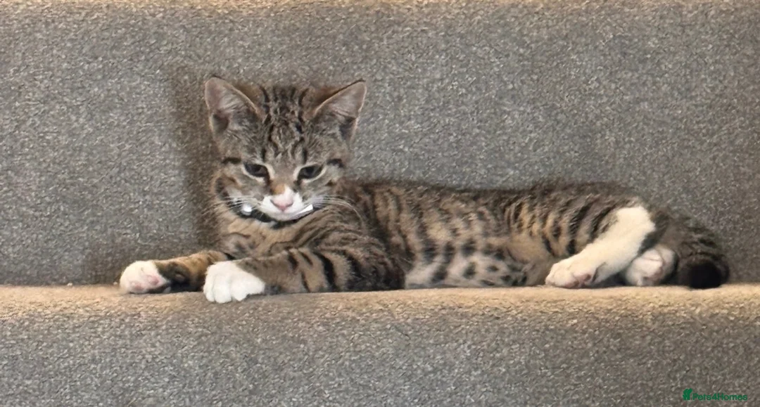 Mixed Breed cats for sale: URGANT  - Advert 1
