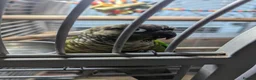 Conures birds for sale: Bonded Pair of Conures (Green Cheek & Pineapple) - Advert 19