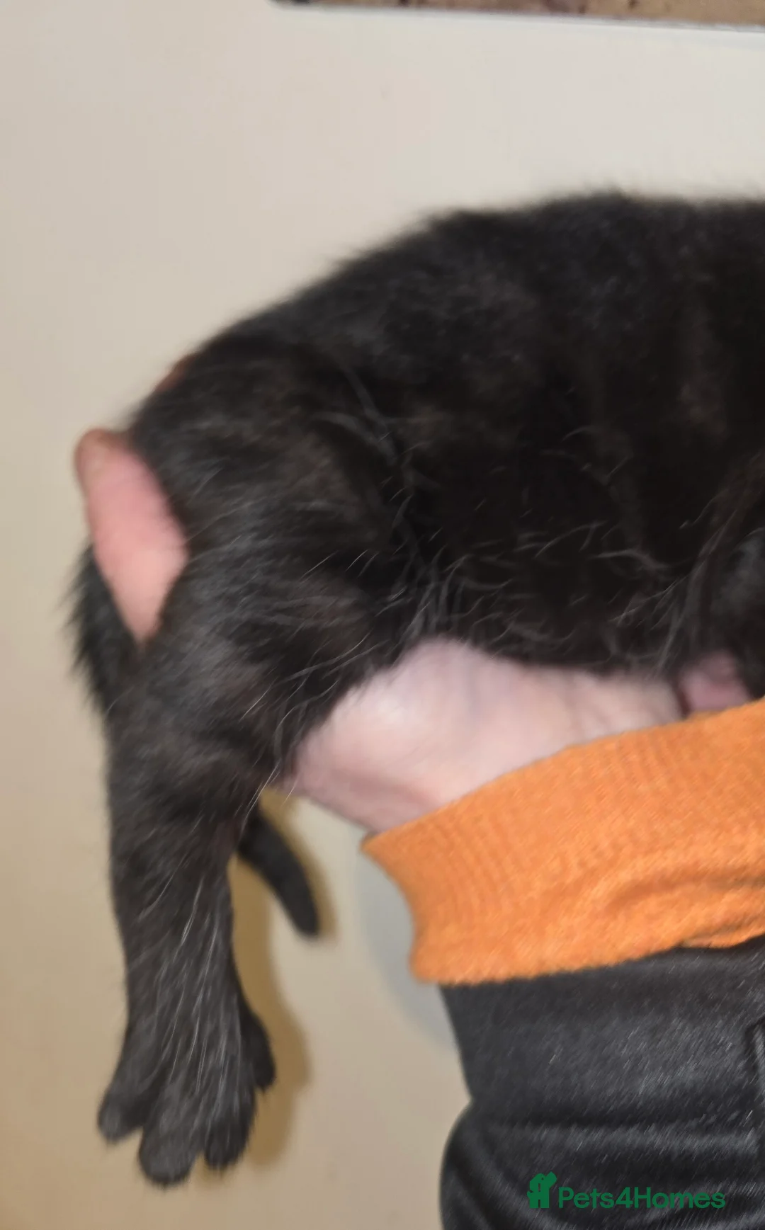 Mixed Breed cats for sale: Gorgeous black kittens house reared. - Advert 3