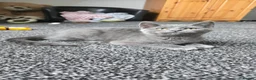 British Shorthair cats for sale: Kittens British short hair  - Advert 13