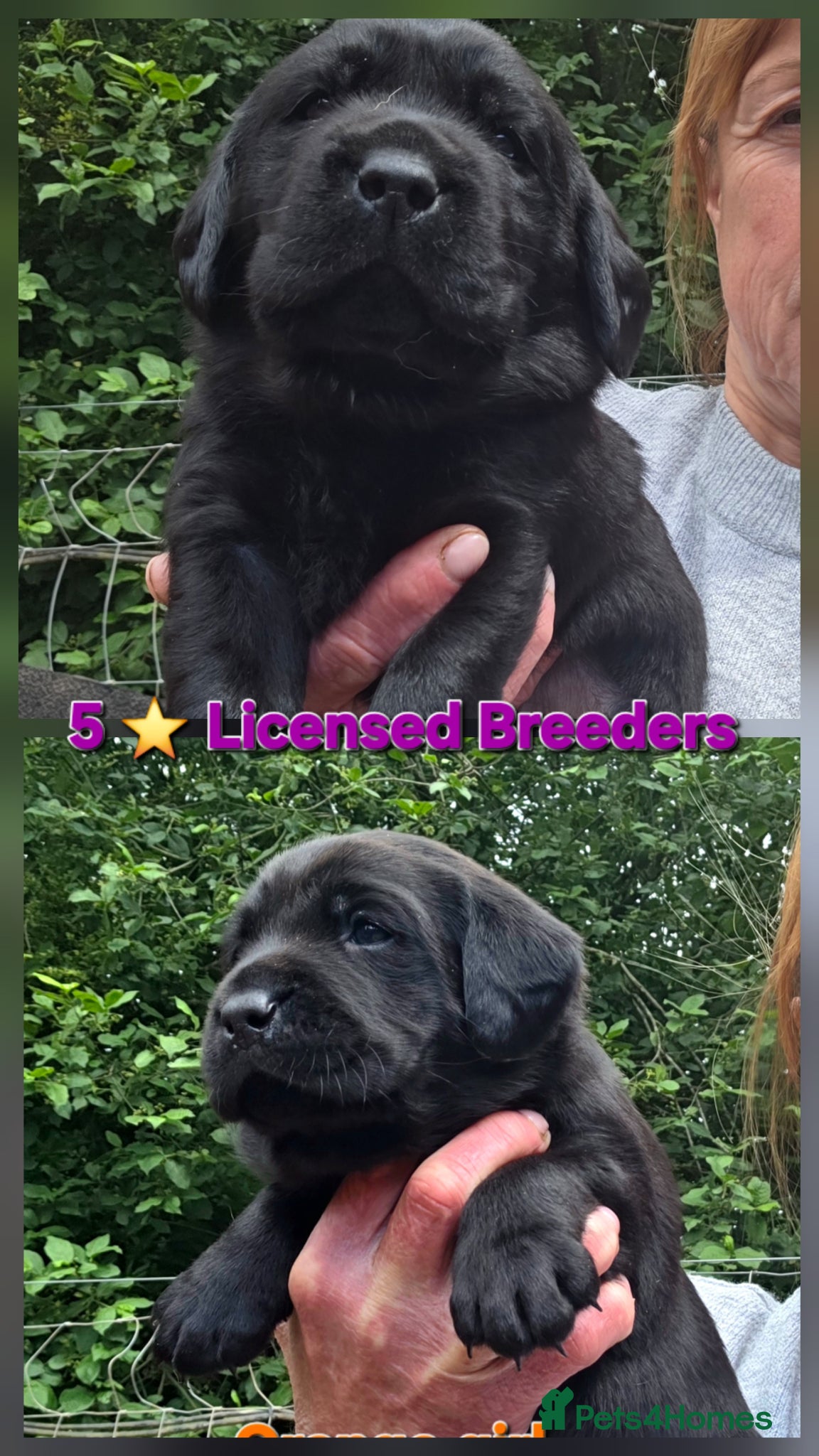 Labrador Retriever dogs Beautiful Black Labrador Puppies  - Advert 1