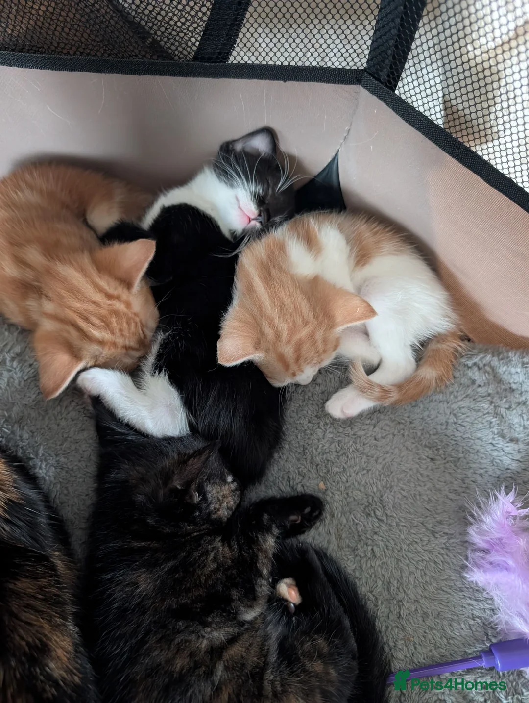 Mixed Breed cats for sale: Gorgeous female Kittens for sale - Advert 2