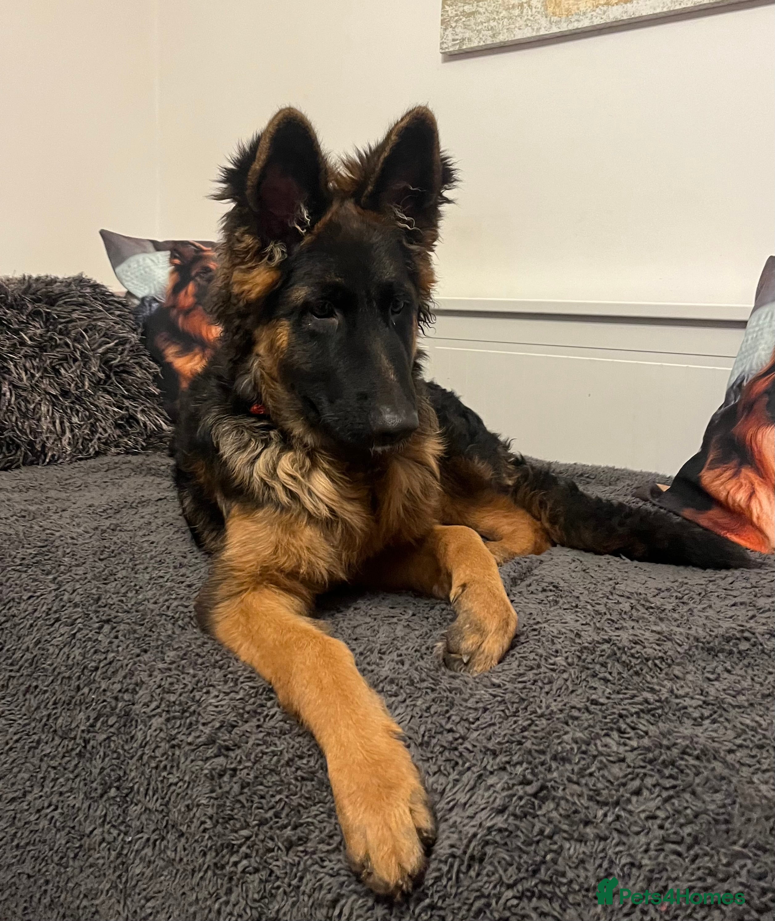 German Shepherd dogs Top Quality GSD puppies available  - Advert 2