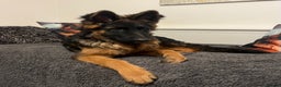 German Shepherd dogs for sale: Top Quality GSD puppies available  - Advert 1
