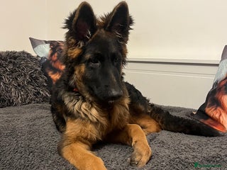 German Shepherd dogs Top Quality GSD puppies available - Advert 3