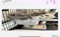 Exotic cats for sale: Exotic kiittens - Image 6
