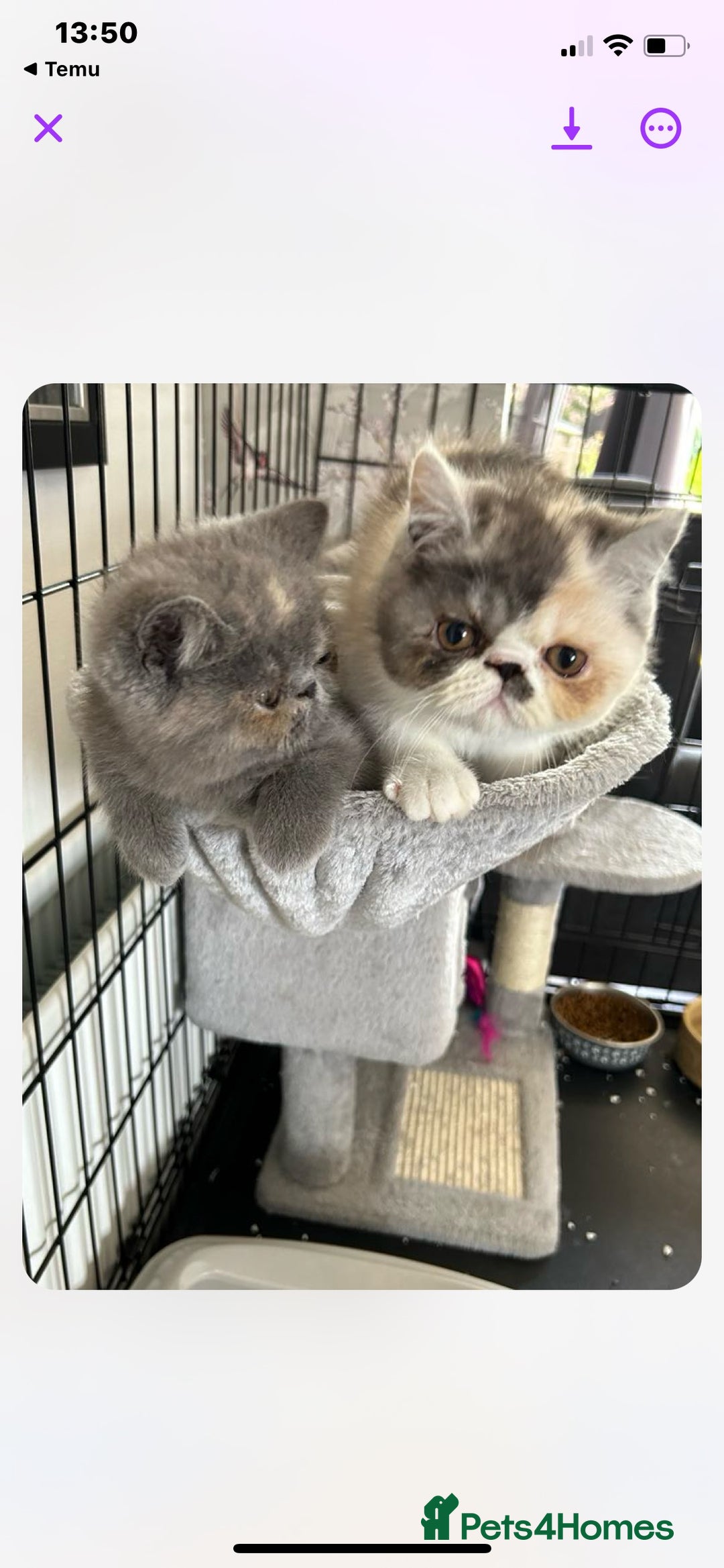 Exotic cats for sale: Exotic kiittens - Image 6
