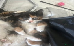 Savannah cats for sale: 4 kittens  - Image 3