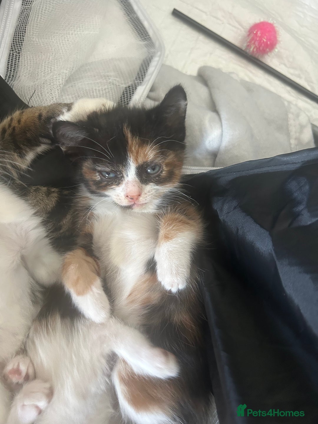 Savannah cats for sale: 4 kittens  - Image 3