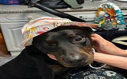 Mixed Breed dogs for sale: German shepherd x Working Labrador puppies  - Advert 4