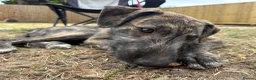 Lurcher dogs for sale: The last 2 lurcher pups.  in Skegness - Advert 7