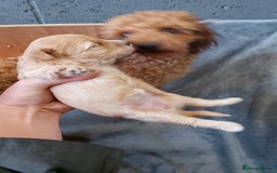 Maltipoo dogs for sale: F1 health tested toy (Asian) maltipoos🩷🩷 - Image 17