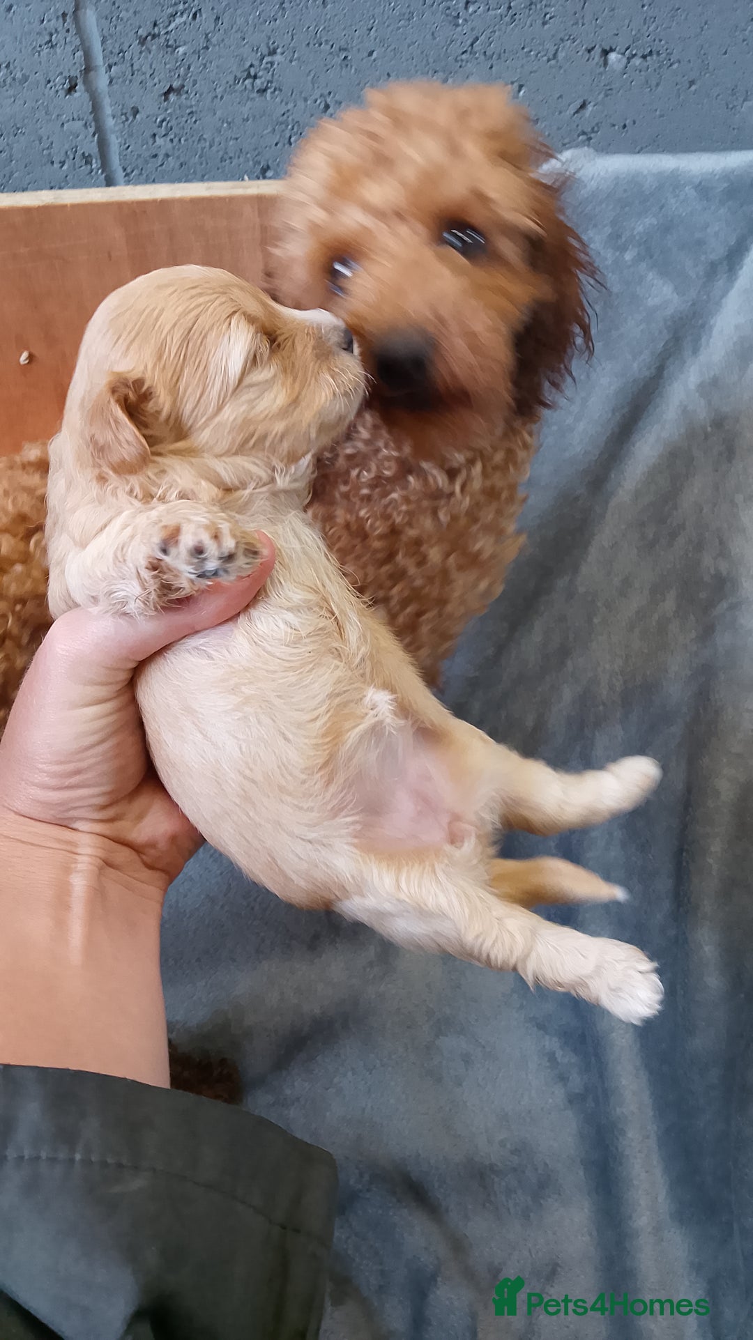 Maltipoo dogs for sale: F1 health tested toy (Asian) maltipoos🩷🩷 - Image 17