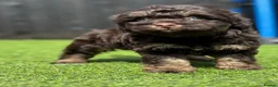 Cockapoo dogs for sale: Beautiful cockerpoos - Advert 4