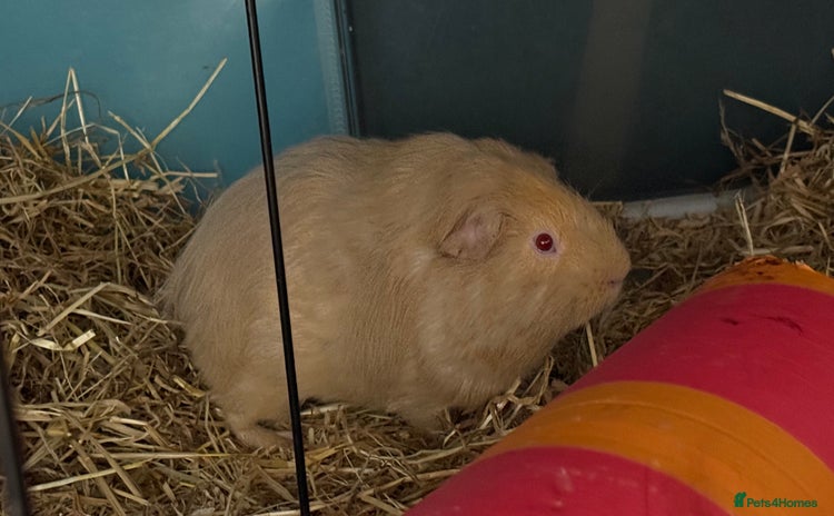 Guinea Pig rodents - Advert 9
