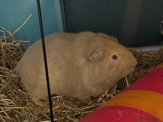 Guinea Pig rodents - Advert 28