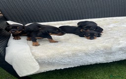 Dachshund dogs for sale: Dachshund puppies - Image 2