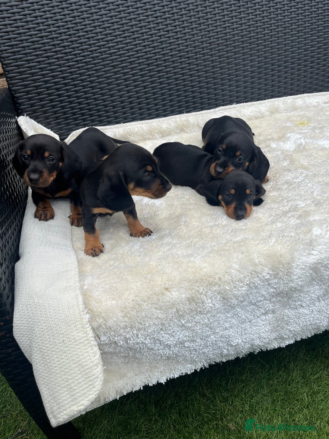 Dachshund dogs for sale: Dachshund puppies - Image 2
