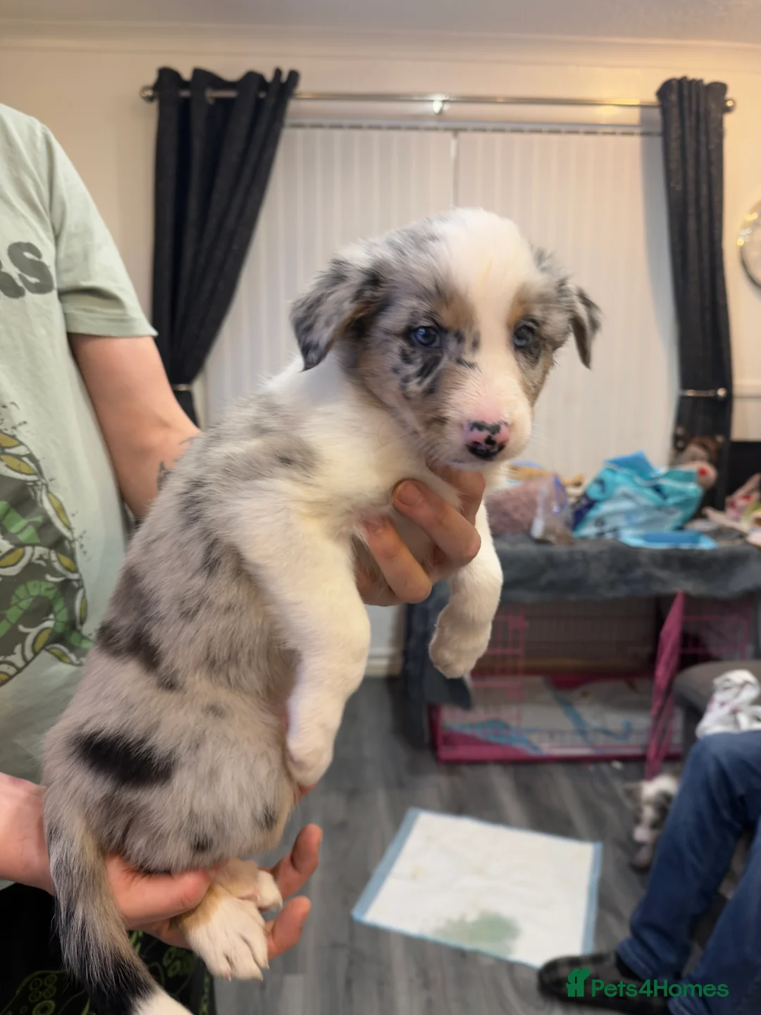 Mixed Breed dogs for sale: Stunning Border Collie Cross Puppies Family Raised - Advert 1