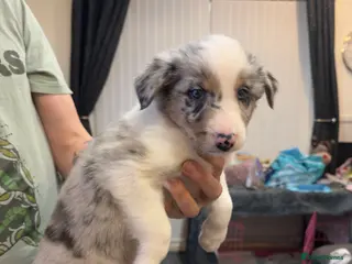 Mixed Breed dogs Stunning Border Collie Cross Puppies Family Raised - Advert 4