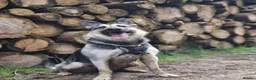 German Shepherd dogs for sale: ⭐ Rare East European Shepherd Puppies UK - Advert 39