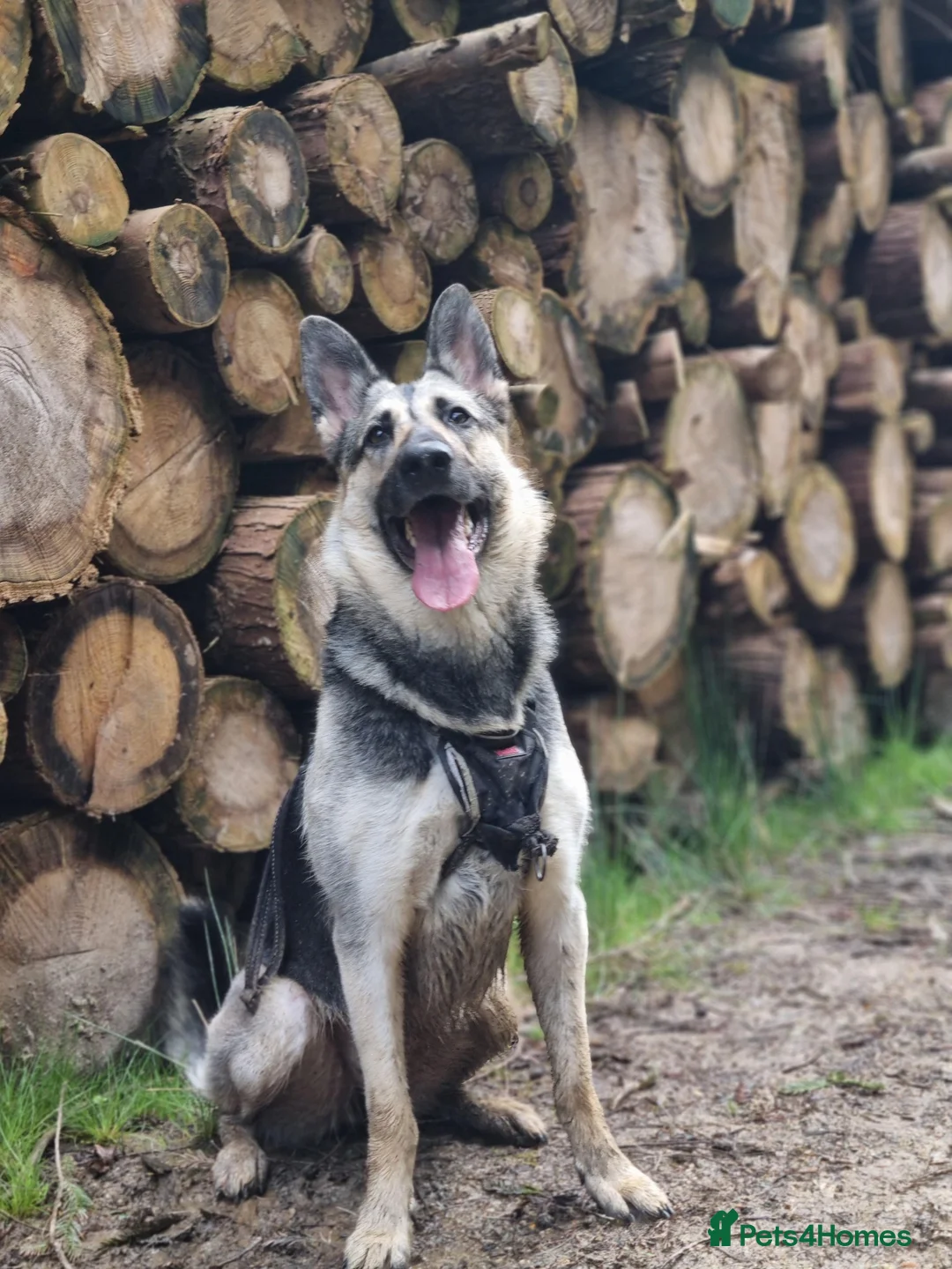 German Shepherd dogs for sale: ⭐ Rare East European Shepherd Puppies UK - Advert 39
