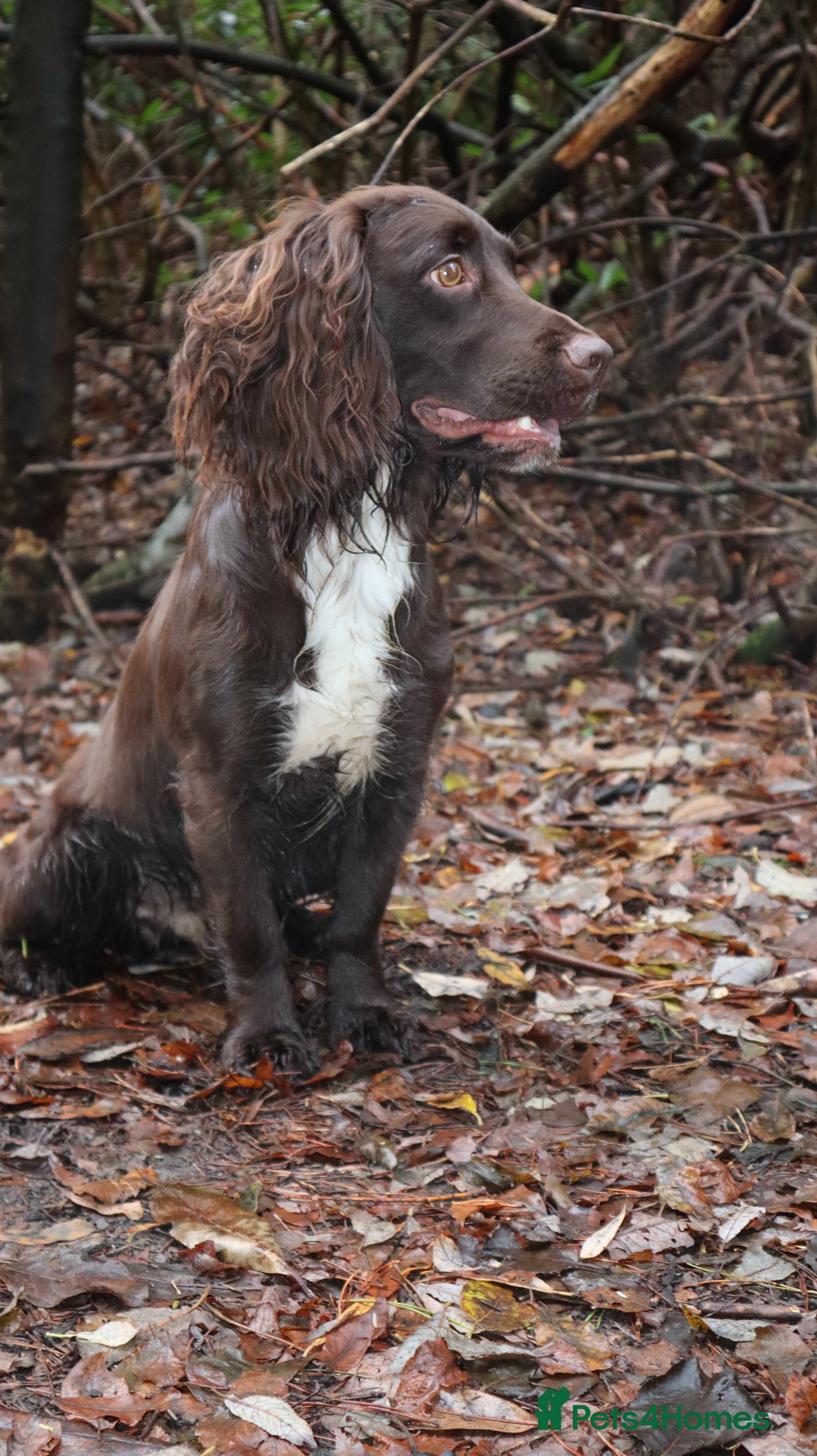 Cocker Spaniel dogs KC reg Working cocker spaniel for stud.  - Advert 2