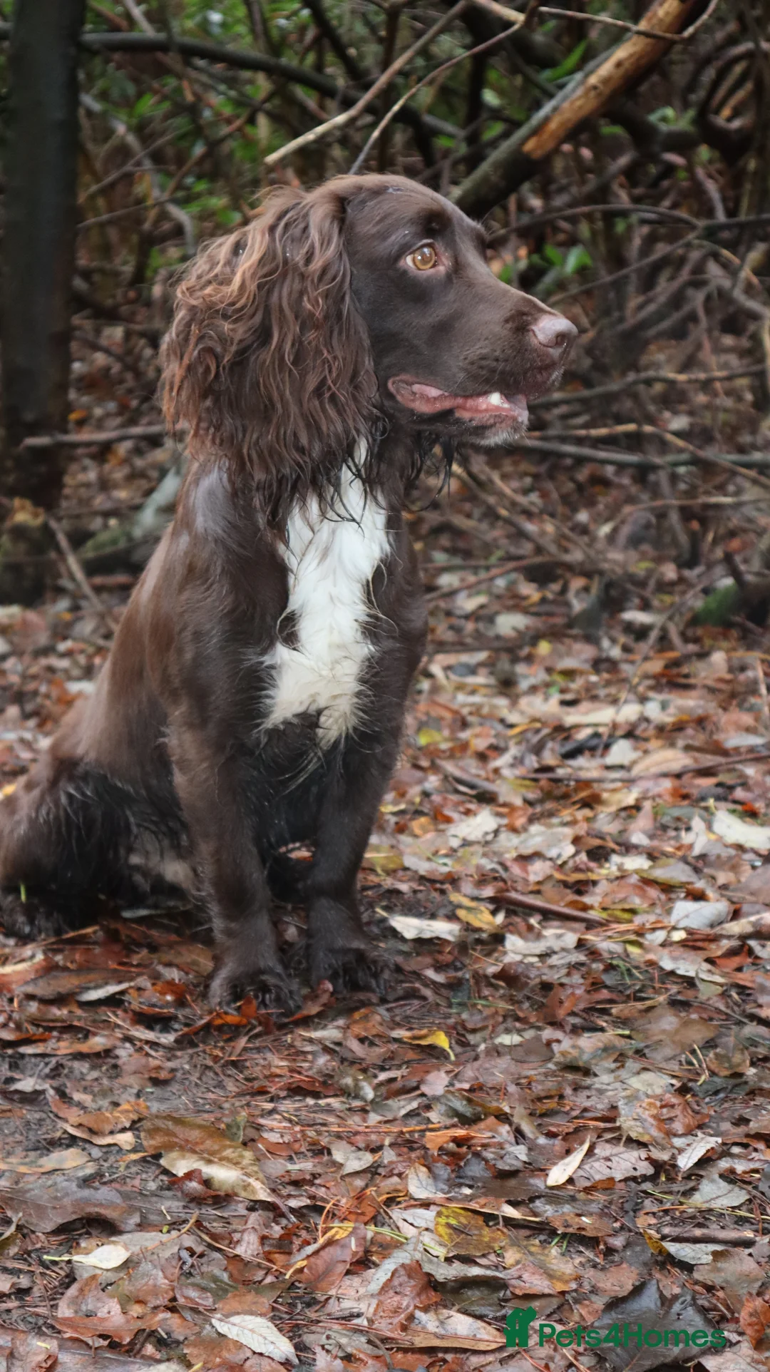 Cocker Spaniel dogs for stud: KC reg Working cocker spaniel for stud.  - Advert 1