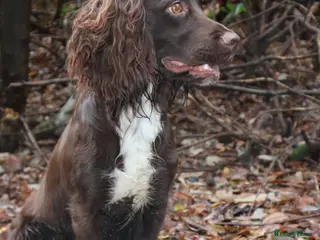 Cocker Spaniel dogs KC reg Working cocker spaniel for stud. - Advert 20