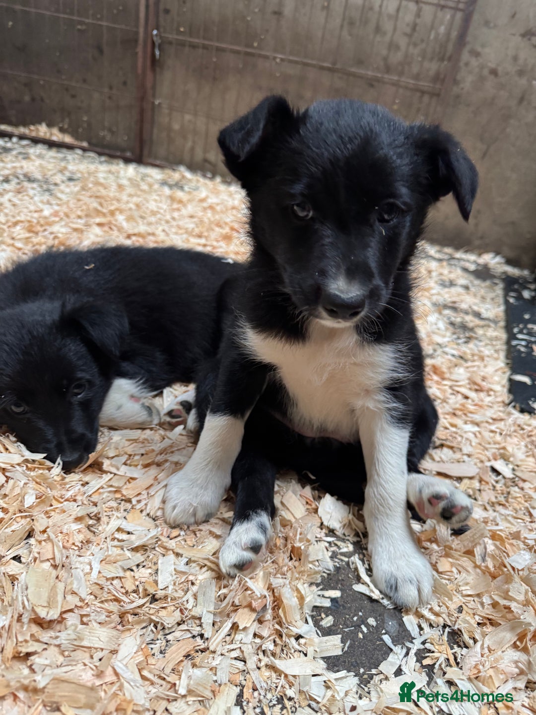 Border Collie dogs for sale: Bouncing border collies - Advert 12