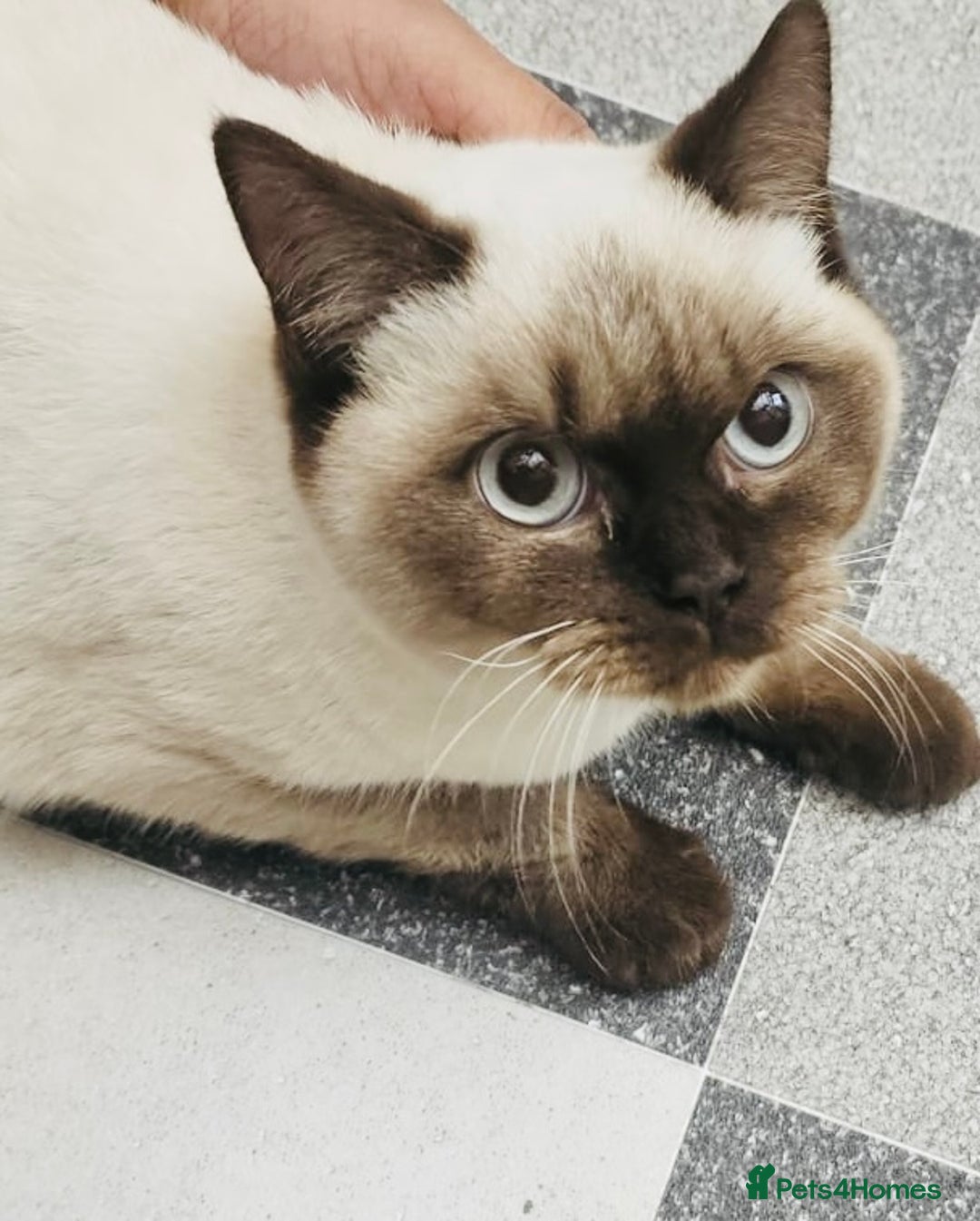 British Shorthair cats for sale: Female Lilac And Chocolate Point British Shorthair - Advert 5