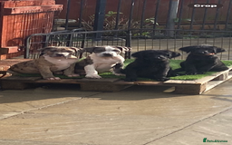 Labradoodle dogs for sale: F1 labradoodles  - Image 12