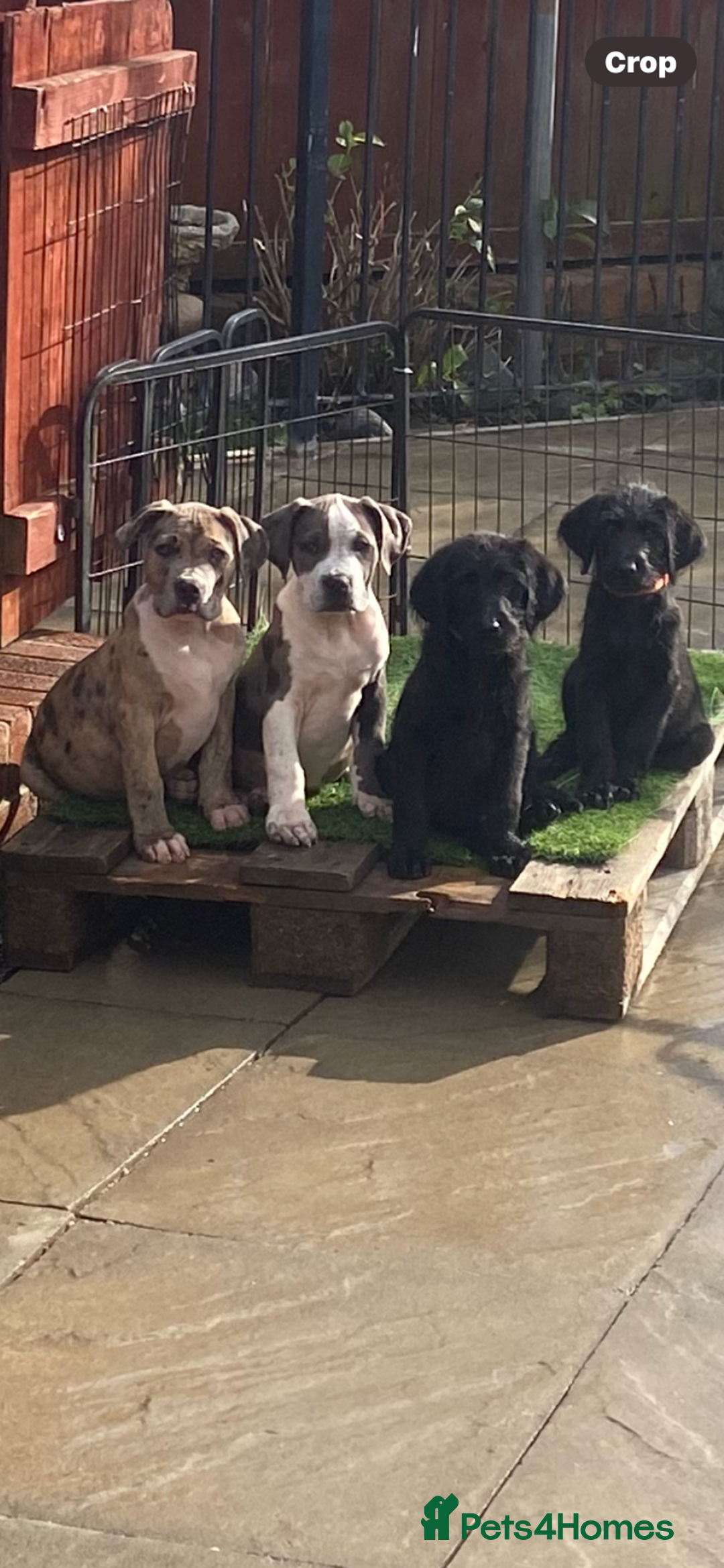 Labradoodle dogs for sale: F1 labradoodles  - Image 12