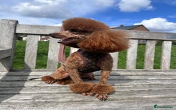 Toy Poodle dogs for sale: Pocket-Sized Love&Personality: Meet Our Toy Poodle - Image 12