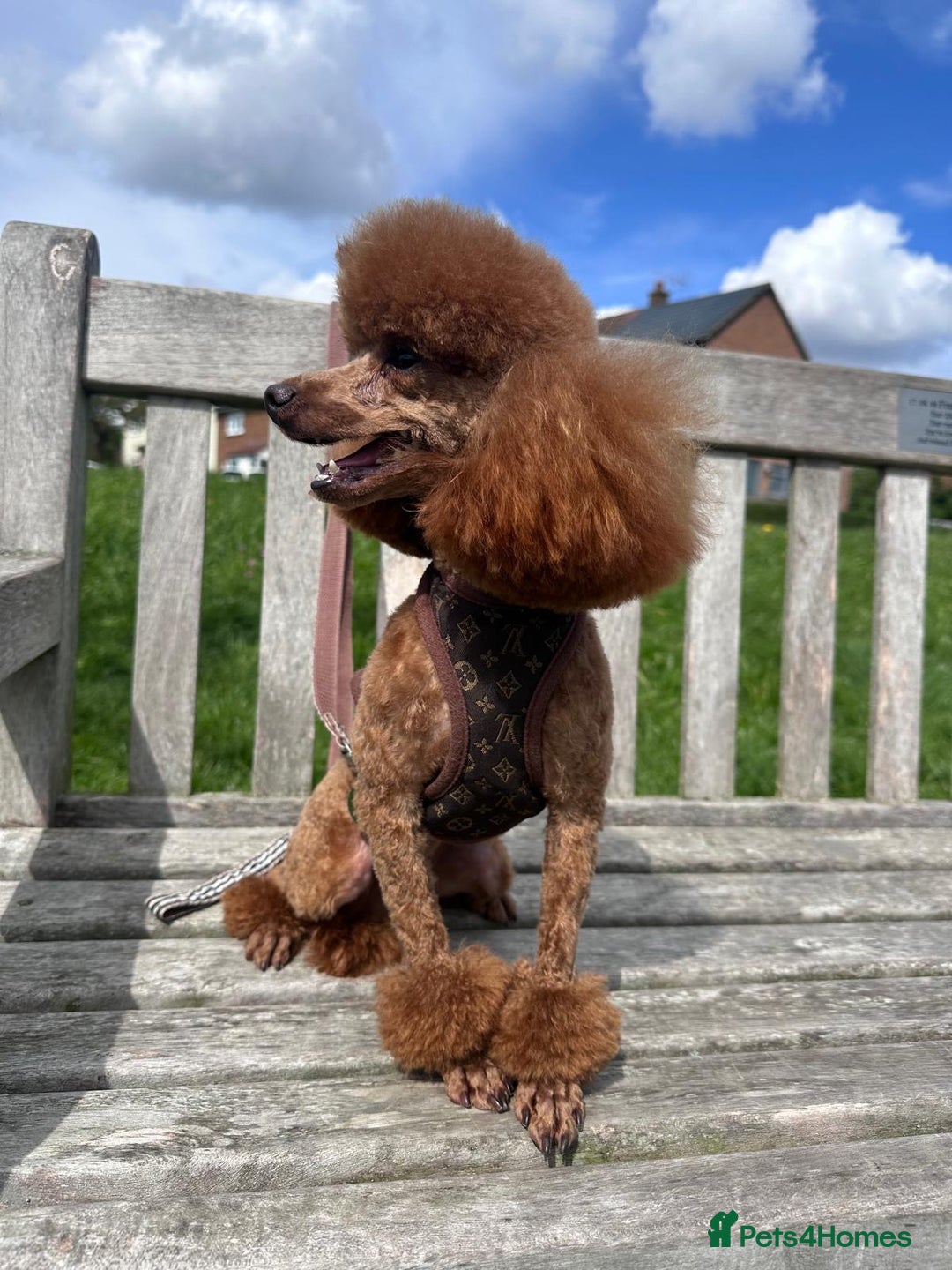 Toy Poodle dogs for sale: Pocket-Sized Love&Personality: Meet Our Toy Poodle - Image 12