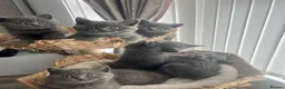 British Shorthair cats for sale: British shorthair kittens  - Advert 3