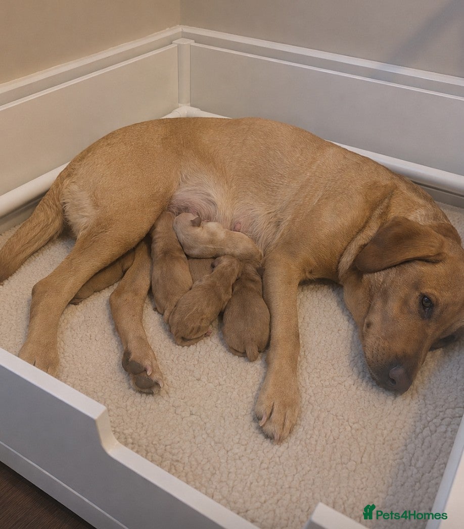 Springador dogs for sale: Springador puppies  - Advert 1
