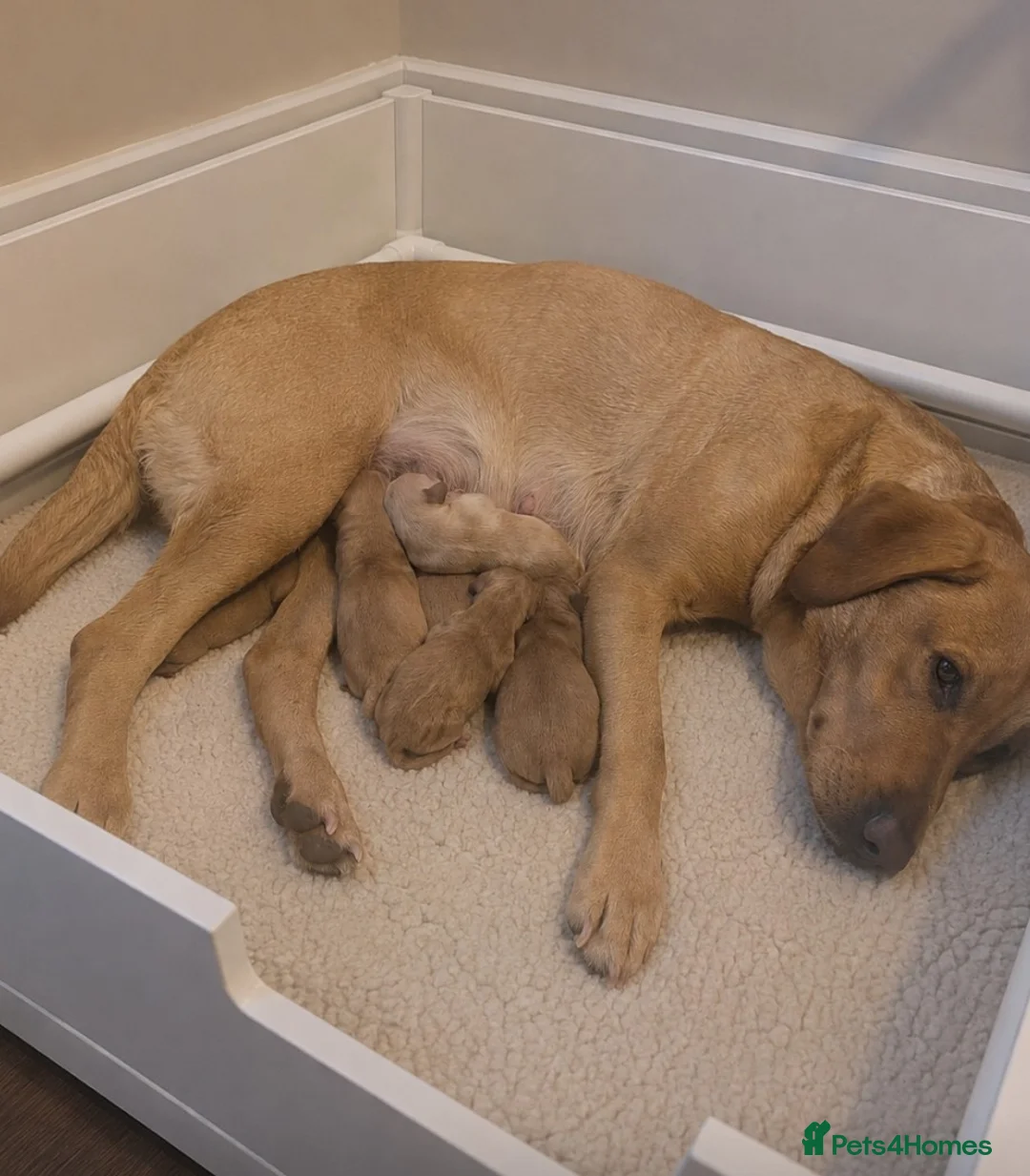Springador dogs for sale: Springador puppies  - Advert 1