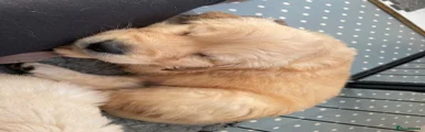 Golden Retriever Puppy 3