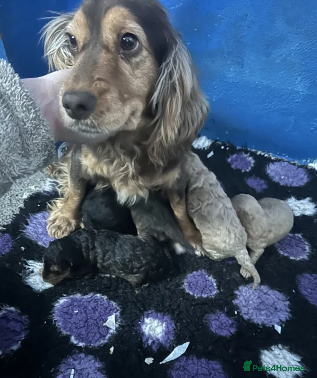 Cockapoo dogs for sale: Hypoallergenic, Fun & Full of Personalities - Advert 5