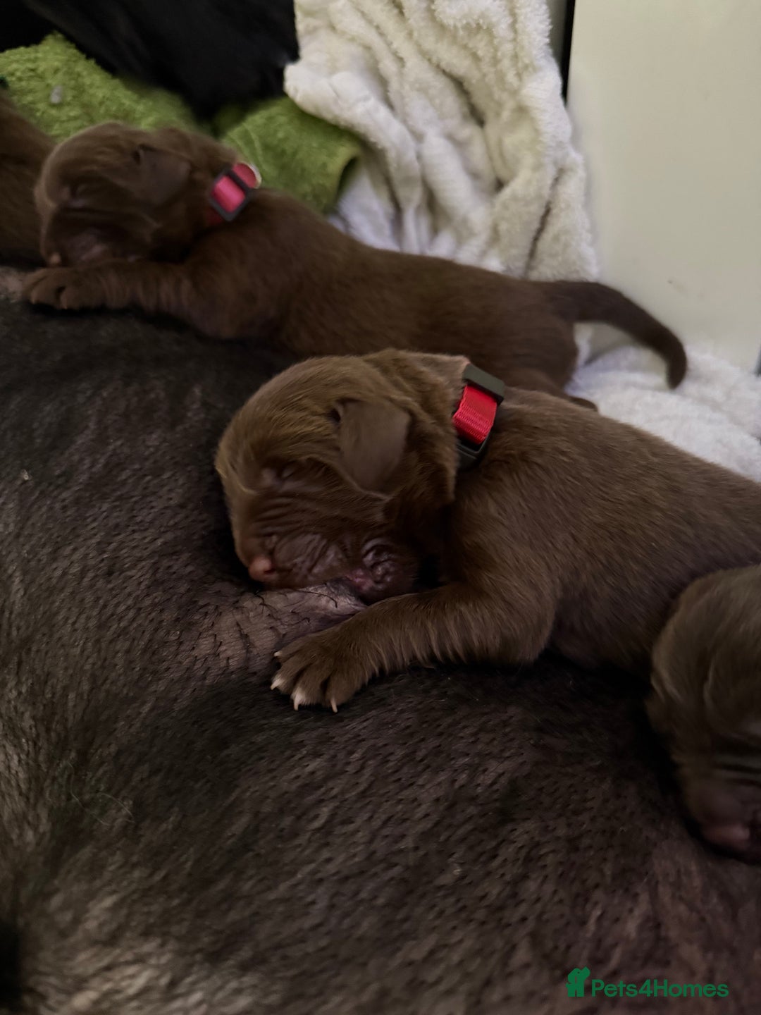 Newfoundland dogs for sale: KC registered Newfoundland Puppies. Health tested - Image 8