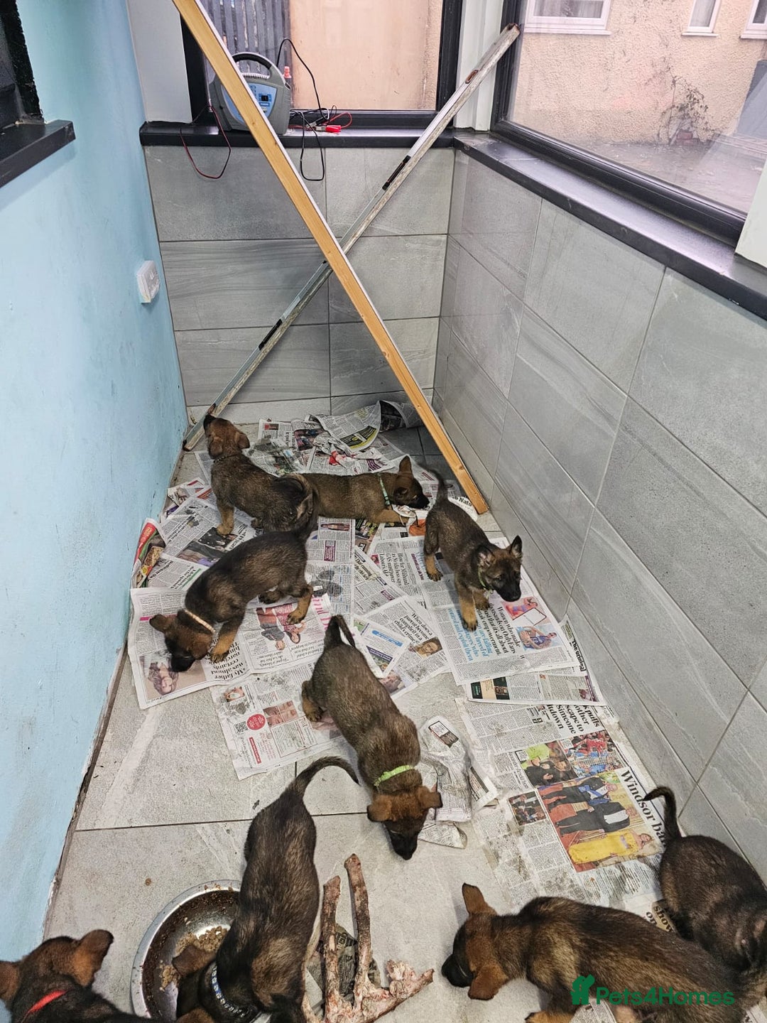 Belgian Shepherd Dog dogs for sale: Belgian malinois cross Czech Shepherd  - Advert 23